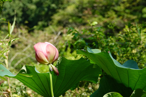 017_240906172 X900 舞岡公園 ハス RX10M4.jpg