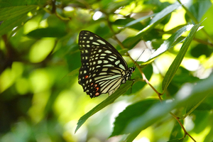 009_240906071 X900 〇舞岡公園 アカボシ RX10M4.jpg