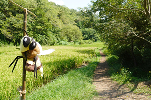 020_240906177 X900 〇舞岡公園 RX10M4.jpg