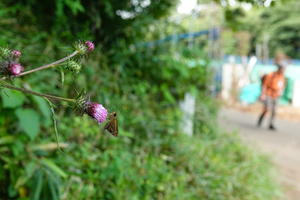 031_240926127 X900 舞岡公園 RX10m4.jpg