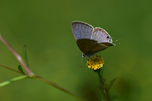 028_241011014 X900 ◎ウラナミ 舞岡公園 Z50 Z105mc.jpg