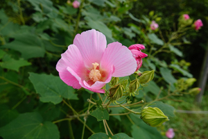 033_240926133 X900 ◎舞岡公園 フヨウ RX10m4.jpg