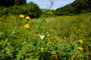 022_241011204 X900 ◎舞岡公園 ウラナミ RX10M4.jpg