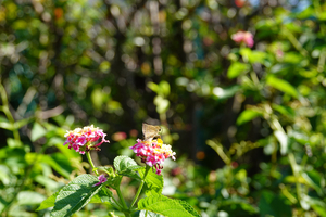 003_241002031 X900 〇帷子川 RX10M4.jpg