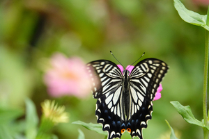 030_241002019 X900 〇峰岡公園付近 RX10KM4.jpg