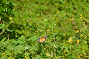 039_241011277 X900 ◎舞岡公園 ツマグロヒョウモン RX10M4.jpg