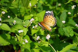 001_241011091 X900 〇舞岡公園 RX10M4.jpg