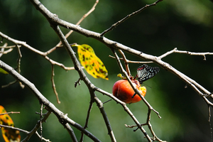 009_241011115m X900 ◎舞岡公園 アカボシ RX10M4.jpg