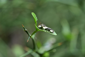 007_240926200 X900 〇舞岡公園 アゲハ幼虫 Z50 Z105mc.jpg