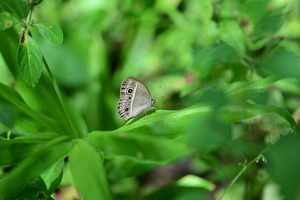 019_240926230 X900 ◎舞岡公園 ヒメジャノメ Z50 Z105mc.jpg