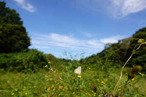 018_241011181 X900 ◎舞岡公園 ウラナミ RX10M4.jpg