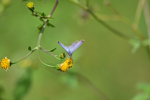 045_241011036 X900 〇ウラナミ 舞岡公園 Z50 Z105mc.jpg