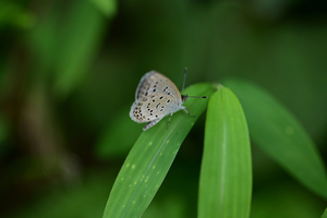 035_240926271 X900 〇舞岡公園 ヤマト Z50 Z105mc.jpg