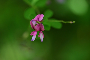 020_240926223 X900 〇舞岡公園 ヤマハギ Z50 Z105mc.jpg