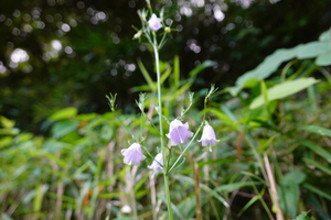 032_240926130 X900 〇舞岡公園 RX10m4.jpg