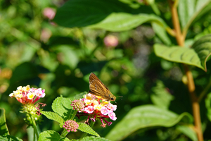 006_241002042 X900 ◎帷子川 イチモンジ RX10M4.jpg