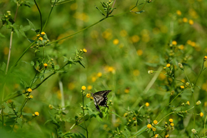 024_241011218 X900 ◎舞岡公園 アゲハ RX10M4.jpg