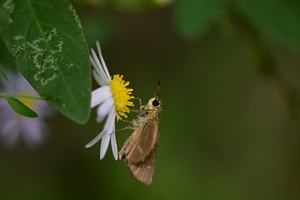 005_241011003 X900 〇イチモンジセセリ 舞岡公園 Z50 Z105mc.jpg