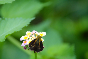 027_241002012 X900 峰岡公園付近 RX10KM4.jpg