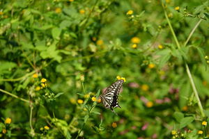 029_241011225 X900 ◎舞岡公園 アゲハ RX10M4.jpg