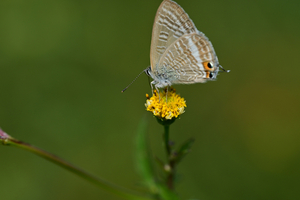 030_241011015 X900 ◎ウラナミ 舞岡公園 Z50 Z105mc.jpg