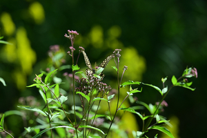 009_240926216 X900 ◎舞岡公園 アゲハ Z50 Z105mc.jpg