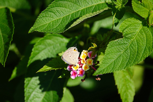 008_241002068s X900 ◎帷子川 クマソ♂ RX10M4.jpg