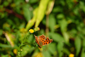 033_241011238m X900 ◎舞岡公園 キタテハ RX10M4.jpg