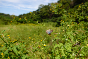 060_241011347 X900 ◎舞岡公園 ウラナミ RX10M4.jpg