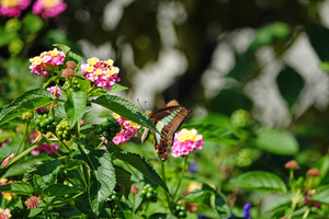 020_241013027 X900 アオスジ 〇峰岡公園 RX10M4.jpg