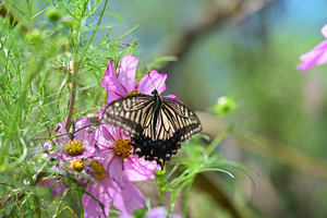 053_241011055 X900 ◎舞岡公園 Z50 Z105mc.jpg