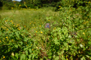 059_241011344s X900 ◎舞岡公園 ウラナミ RX10M4.jpg