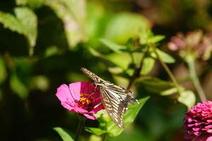 017_241013019 X900 〇峰岡公園 アゲハ RX10M4.jpg