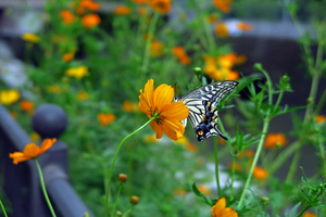 001_241004018 X900 〇帷子川 G7X.jpg