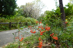 008_241016050 X900 保土ヶ谷公園 タイトウカマツカ RX10M4.jpg