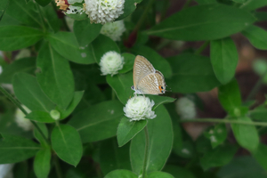 006_241007007 X900 ◎峰岡公園 ウラナミ G7X.jpg