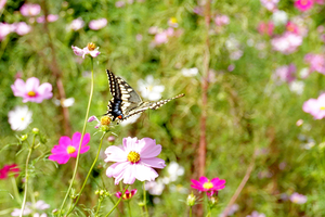 050_241011325t X900 ◎ 舞岡公園 キアゲハ RX10M4.jpg