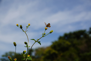 062_241011360 X900 ◎舞岡公園 ウラナミ RX10M4.jpg