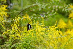 013_241016076 X900 ◎保土ヶ谷公園 アオスジ RX10M4.jpg