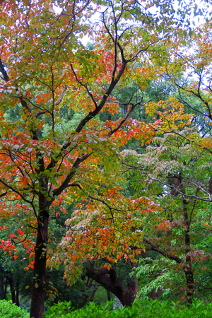 011_241018045m X900 〇日比谷公園 ハナミズキ G7X.jpg