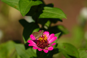 018_241013023 X900 〇峰岡公園 チャバネ RX10M4.jpg