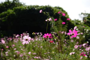 048_241011309 X900 ◎舞岡公園 コスモス RX10M4.jpg