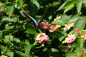 019_241013024 X900 アオスジ 〇峰岡公園 RX10M4.jpg