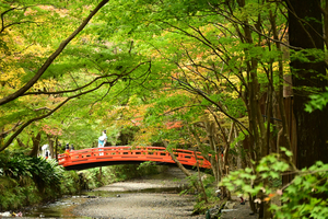 019_241126131 X900 小国神社 Z50 Z18-140.jpg