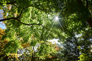 015_251125061 X900 イロハモミジ 辻広場 保土ヶ谷公園 Z50 Z18-140.jpg