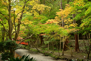 021_241126143 X900 小国神社 Z50 Z18-140.jpg