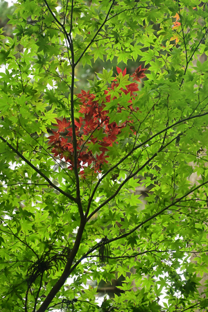 014_241126114 X900 小国神社 Z50 Z18-140.jpg