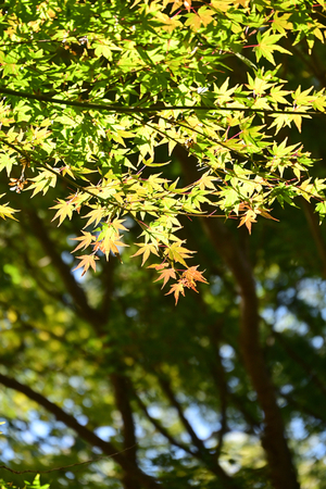 010_251125041 X900 イロハモミジ 辻広場 保土ヶ谷公園 Z50 Z18-140.jpg