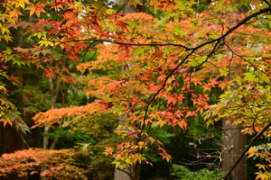 024_241126163 X900 小国神社 Z50 Z18-140.jpg