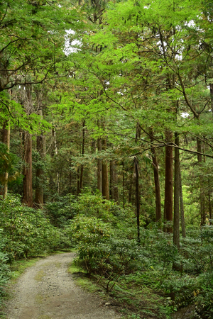 013_241126111 X900 小国神社 Z50 Z18-140.jpg